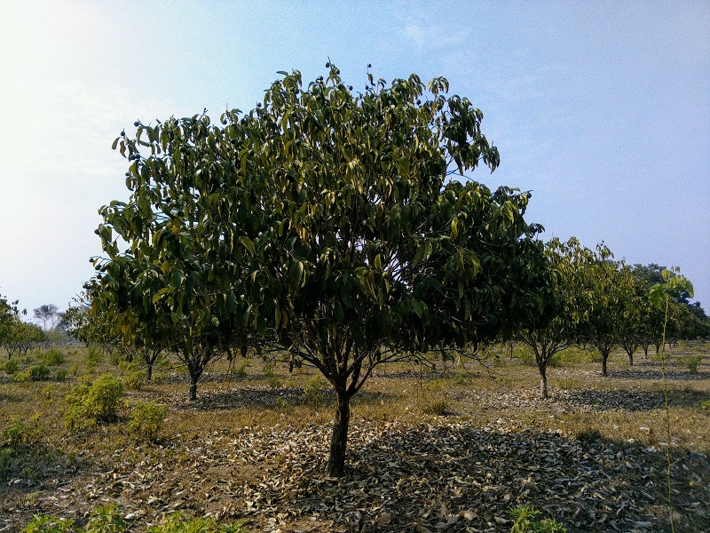 árbol de cacay