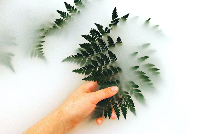 Imagen de unas hojas en medio de agua blanca